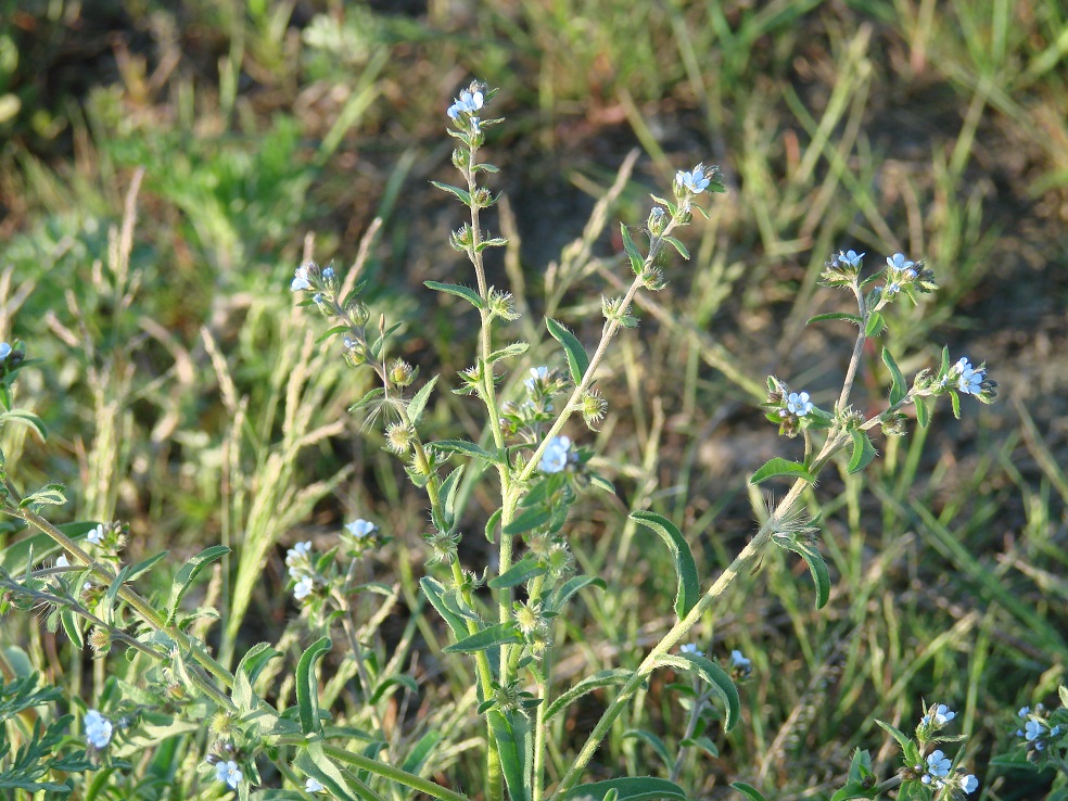 Image of Lappula squarrosa specimen.