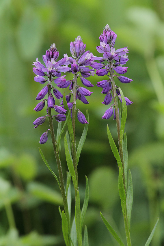 Изображение особи Polygala hybrida.