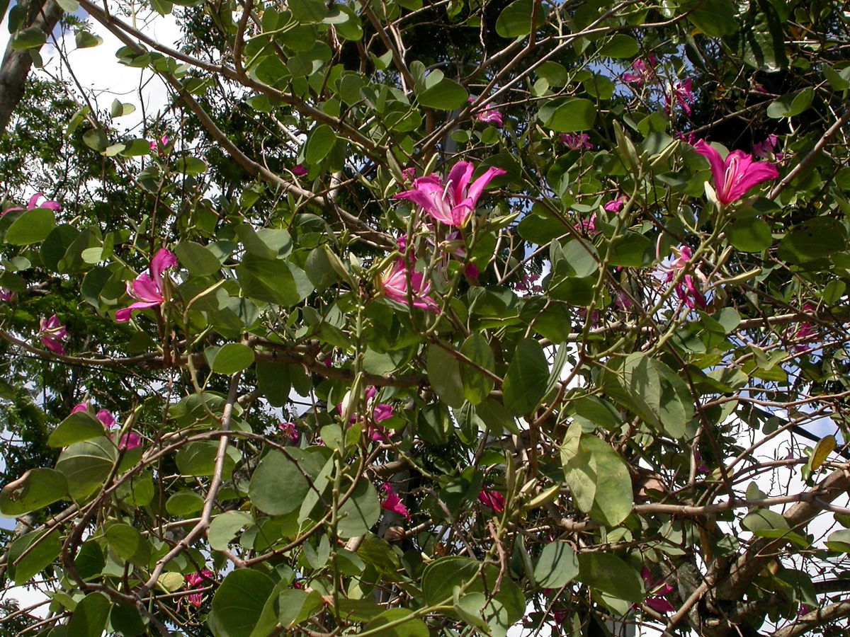 Изображение особи Bauhinia variegata.