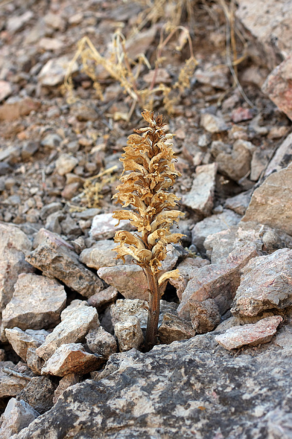 Image of Orobanche sordida specimen.