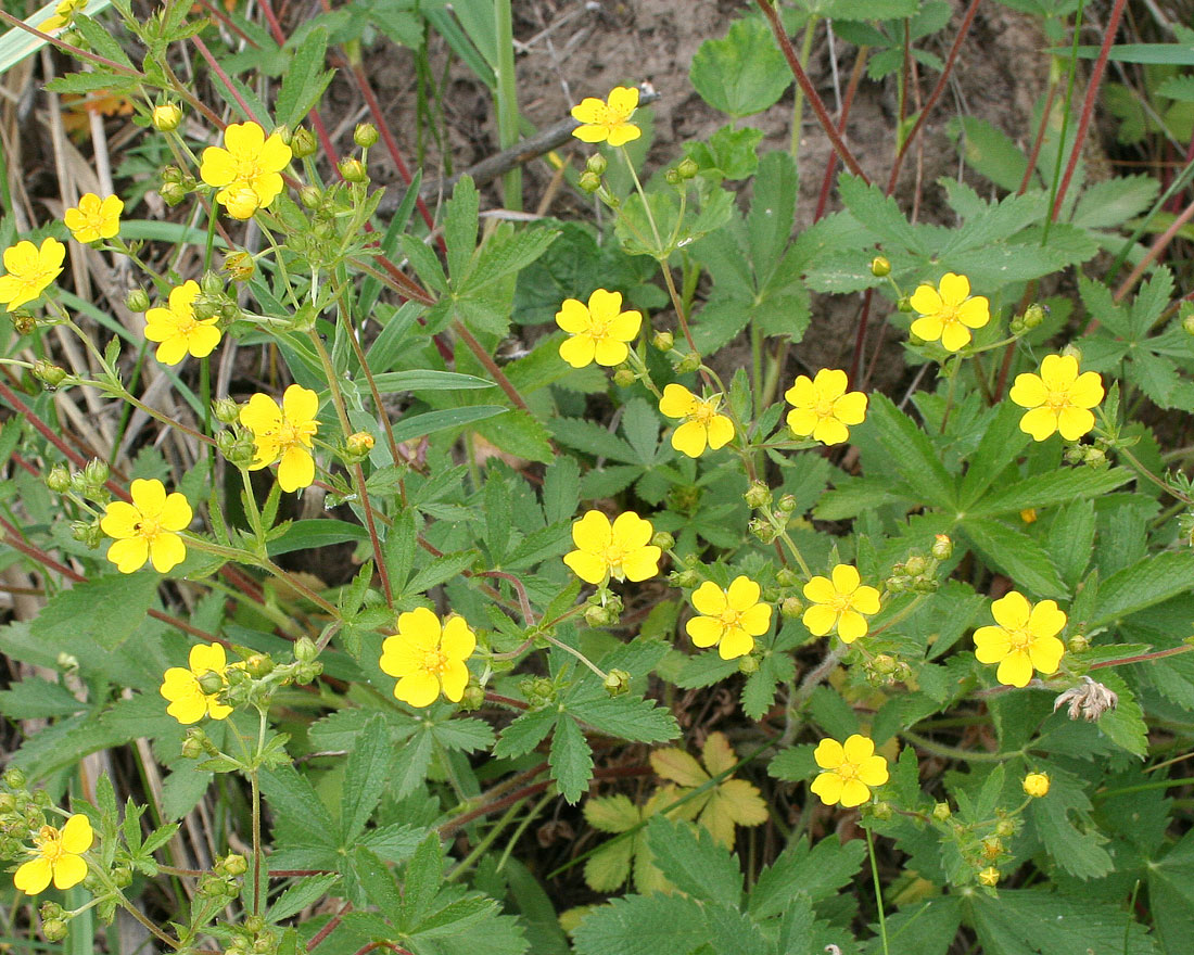 Image of Potentilla chrysantha specimen.
