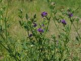 Medicago sativa