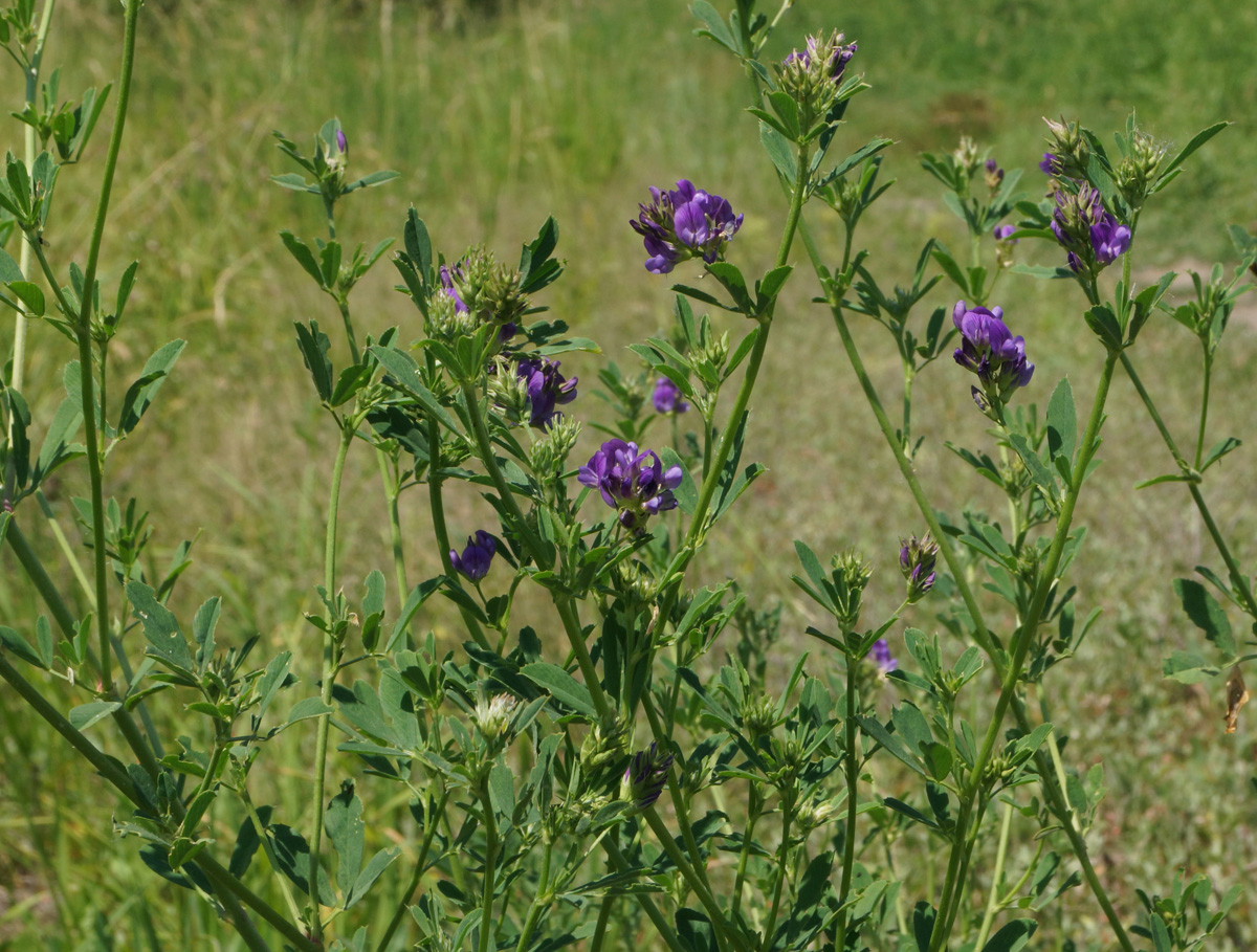 Изображение особи Medicago sativa.