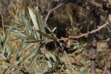 Hippophae rhamnoides