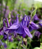 Aquilegia vulgaris