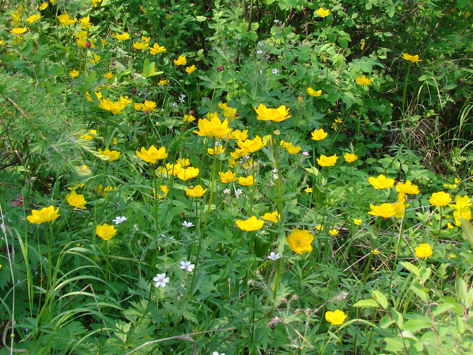 Image of Trollius sibiricus specimen.