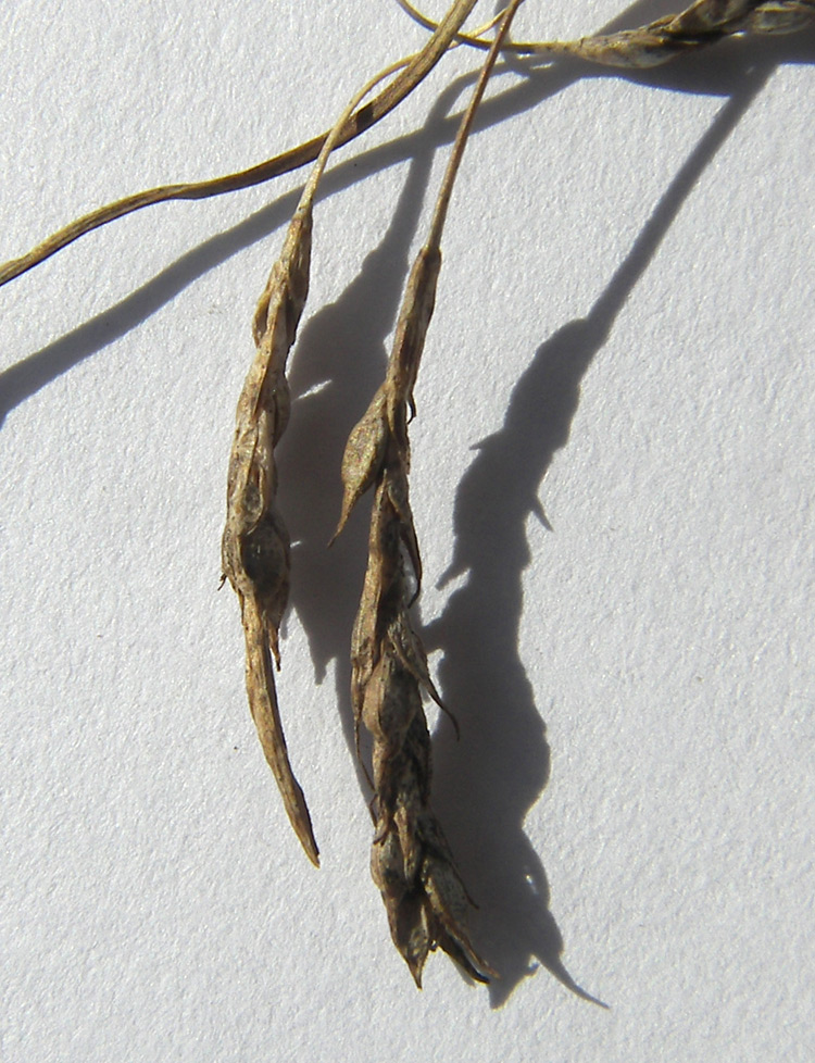 Image of Carex capillaris specimen.