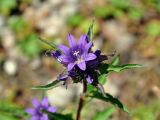 Campanula glomerata. Верхушка побега с цветком и бутонами. Бурятия, Окинский р-н, перевал Чойган-Дабан, ≈ 1900 м н.у.м., тропа на берегу ручья. 09.07.2015.