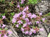 Thymus mongolicus