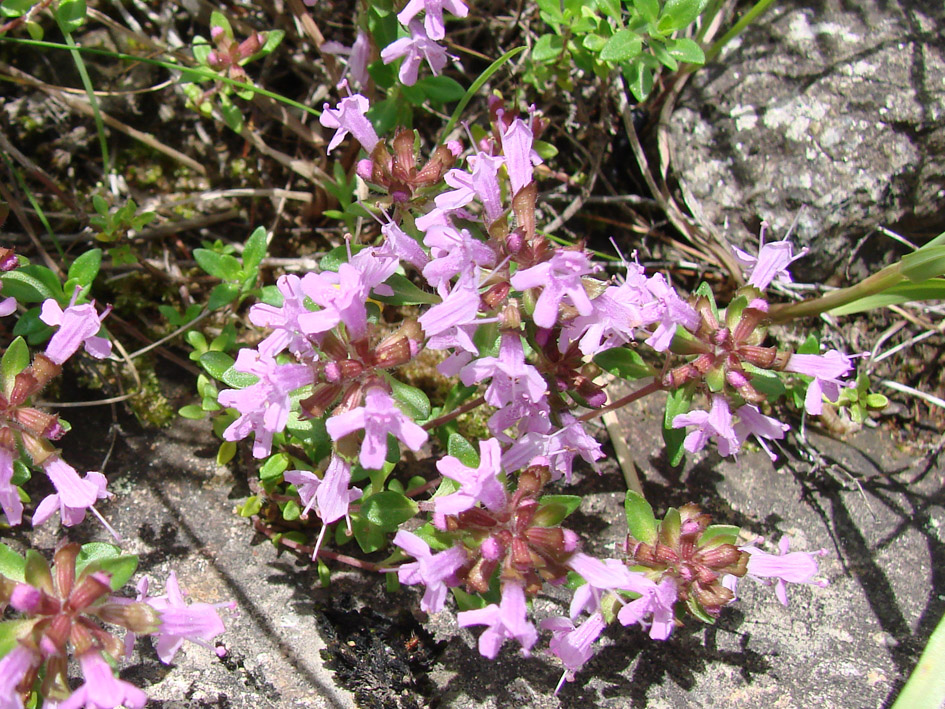 Изображение особи Thymus mongolicus.