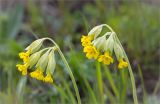 Primula veris. Соцветия. Ленинградская обл., Ломоносовский р-н, долина р. Шингарка, разнотравный луг на известняке. 17.05.2015.