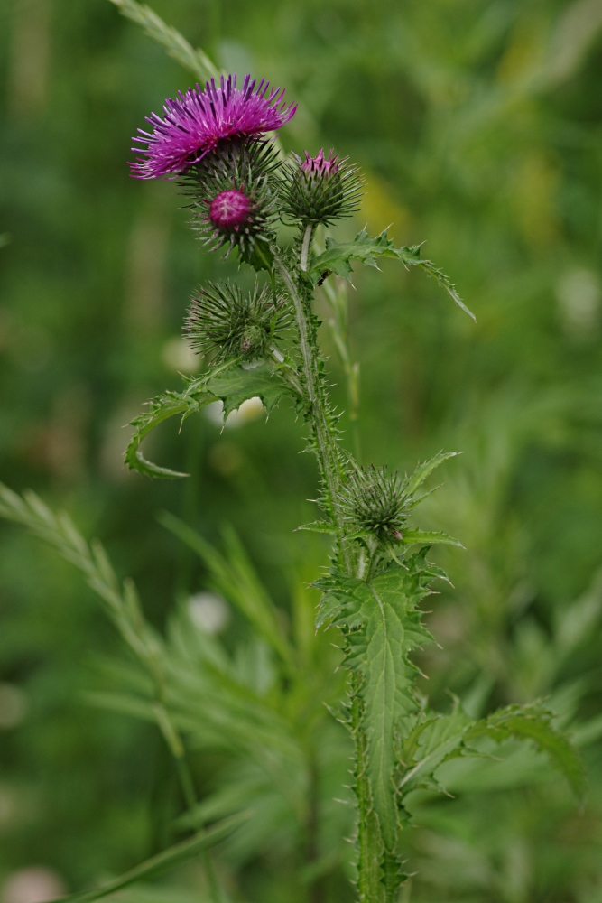 Изображение особи Carduus crispus.