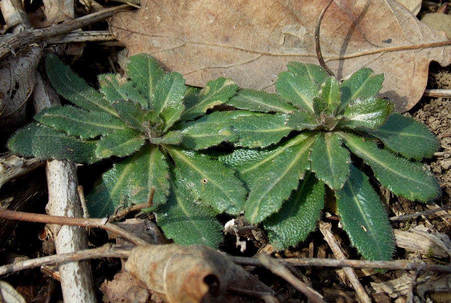 Image of Arabis sagittata specimen.