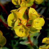 Euphorbia petrophila