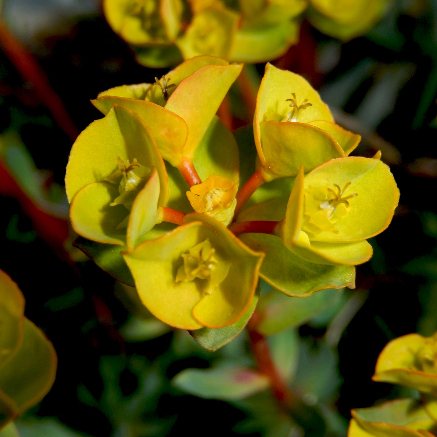 Изображение особи Euphorbia petrophila.