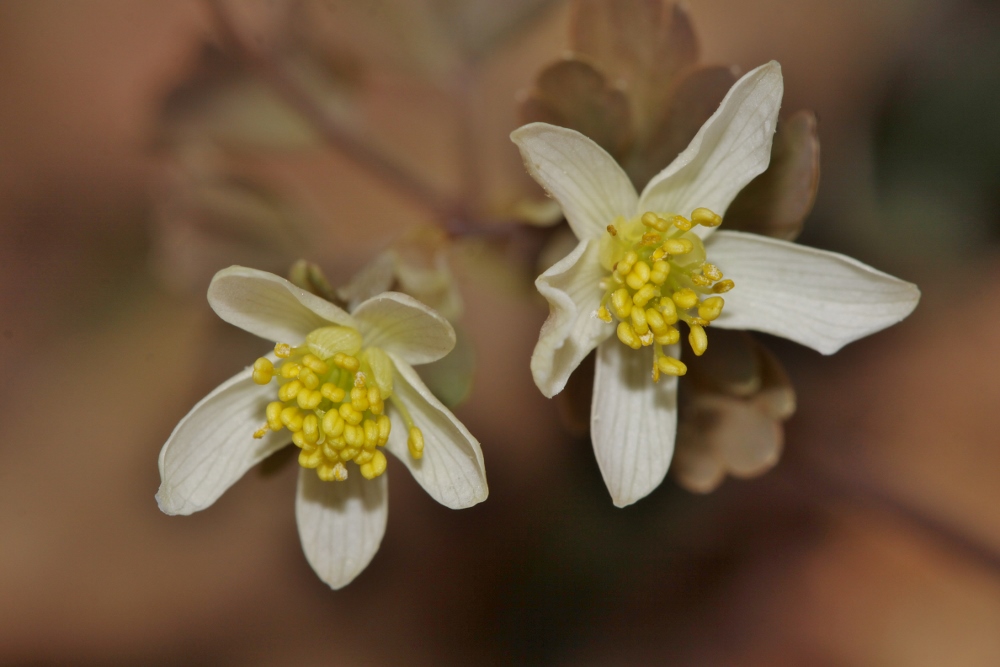 Изображение особи Semiaquilegia manshurica.