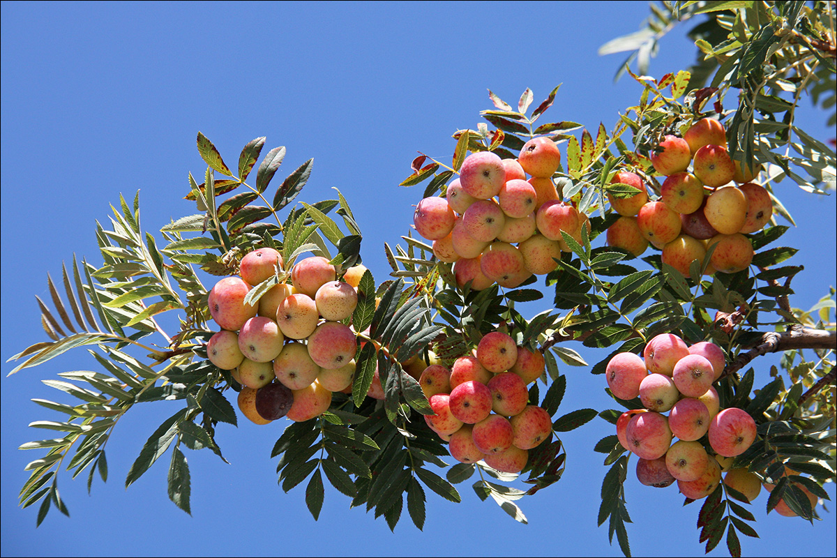 Изображение особи Sorbus domestica.