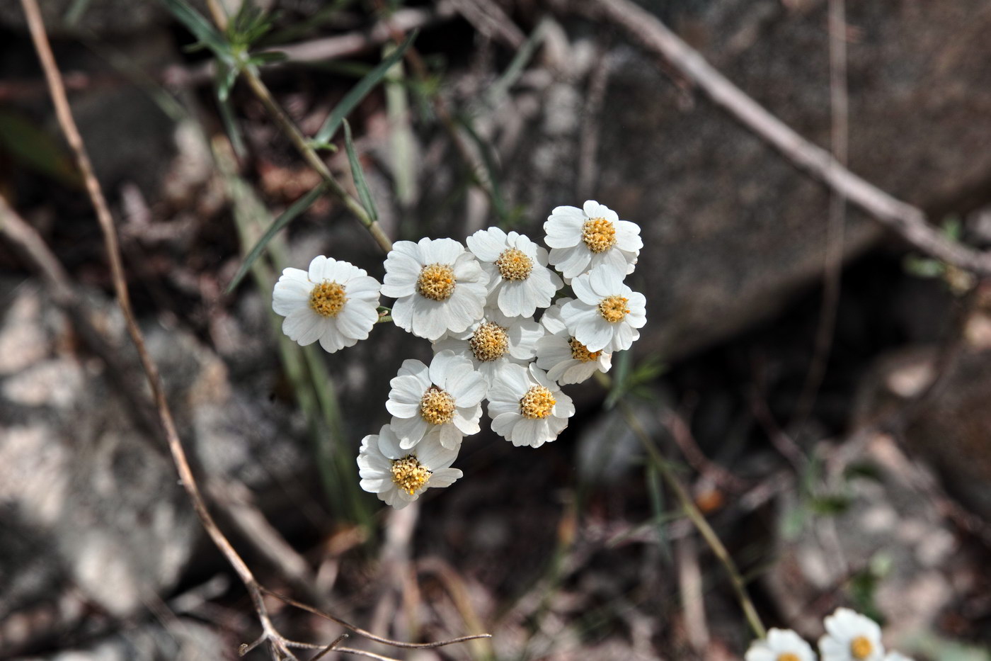 Image of Achillea ptarmicifolia specimen.