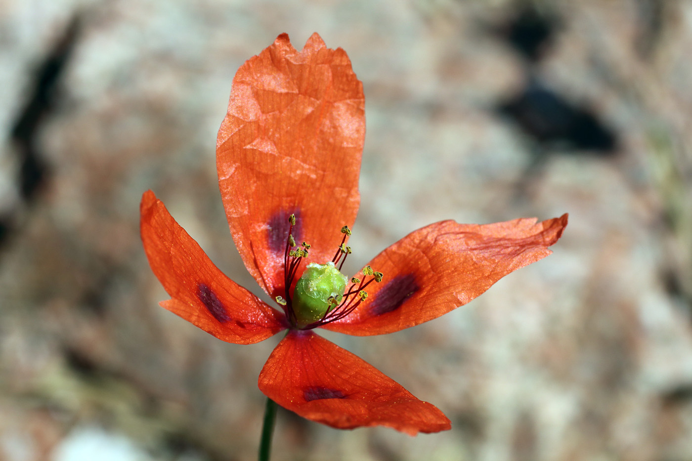 Image of Papaver litwinowii specimen.