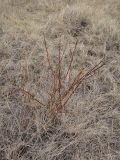 Salix abscondita. Молодое растение. Иркутская обл., Иркутский р-н, дер. Позднякова, луг с редкими кустарниками. 03.05.2015.
