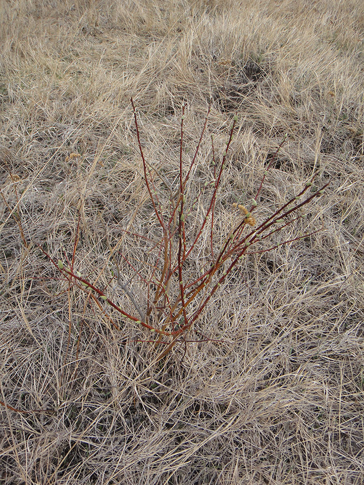 Image of Salix abscondita specimen.