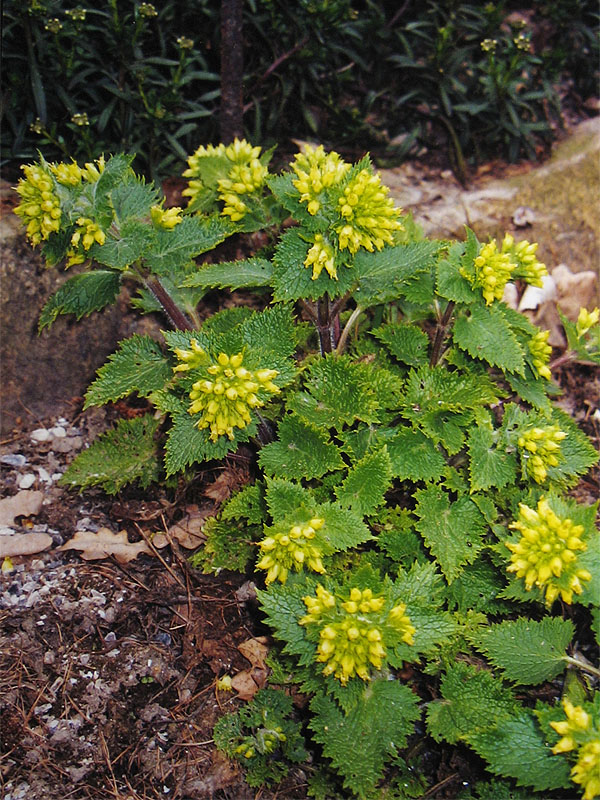 Изображение особи Scrophularia vernalis.