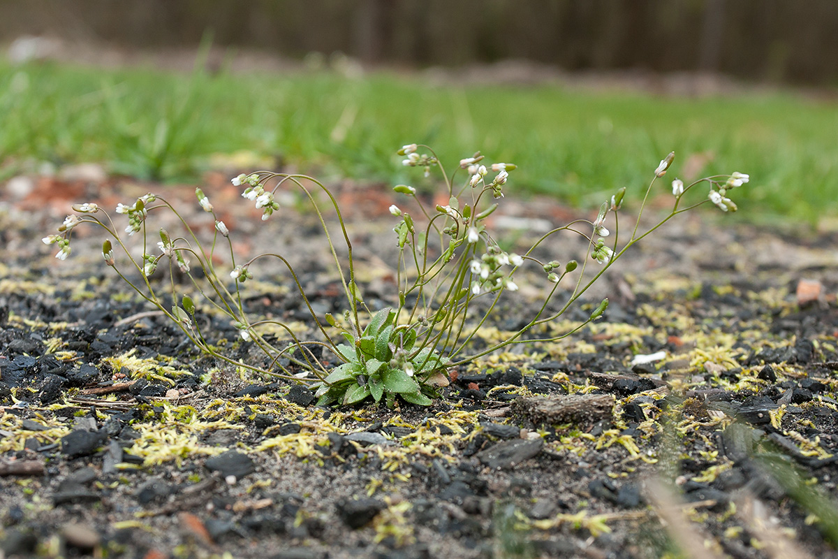 Изображение особи Erophila verna.