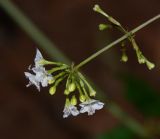 Commicarpus plumbagineus