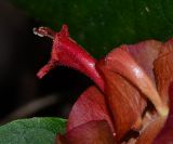 Holmskioldia sanguinea