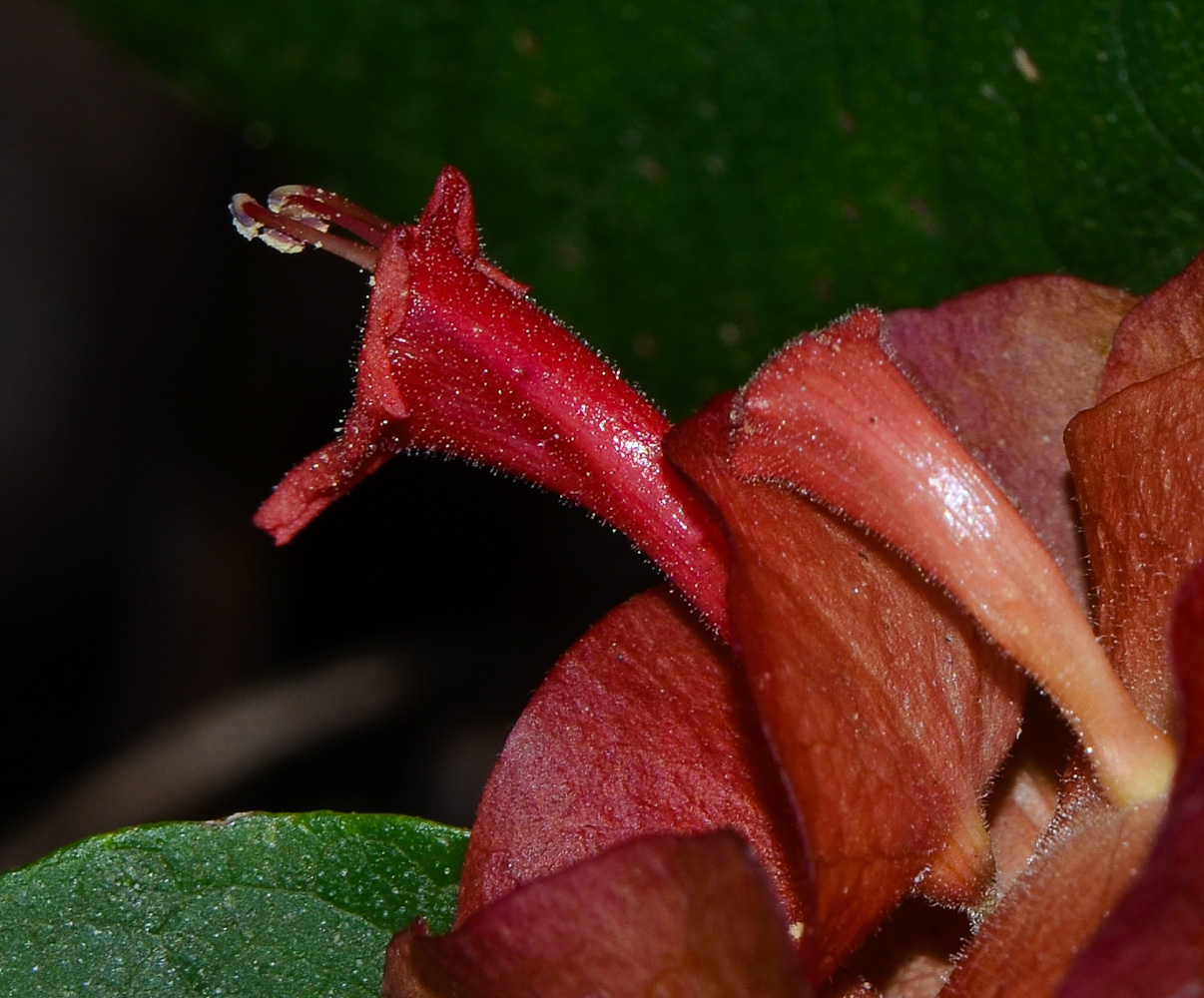 Изображение особи Holmskioldia sanguinea.