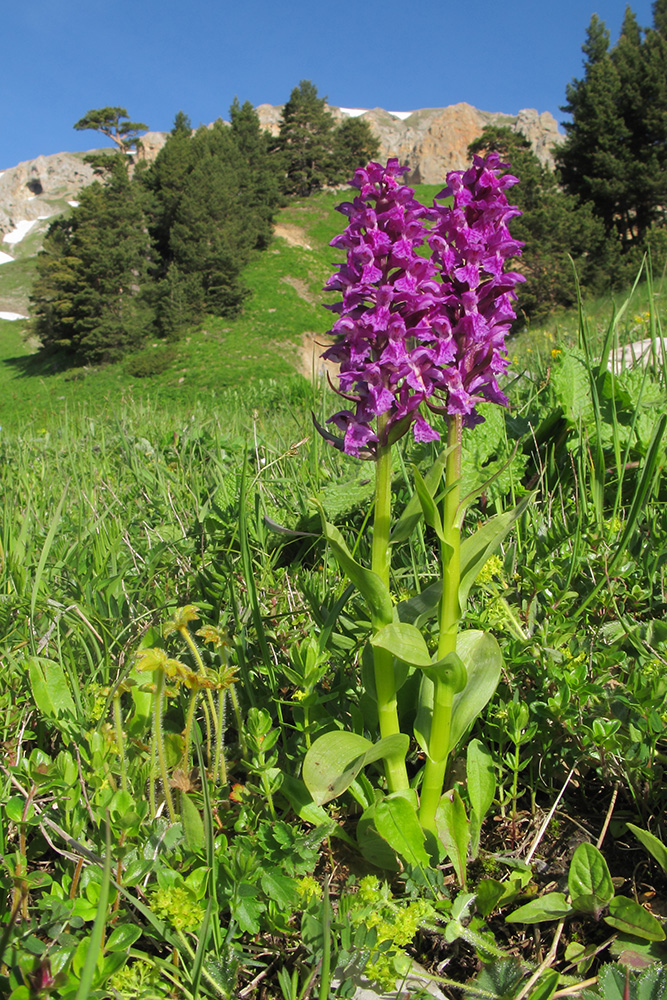 Изображение особи Dactylorhiza euxina.