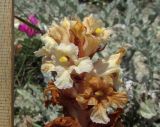 Orobanche centaurina