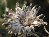 Centaurea scabiosa. Раскрывшаяся обёртка соплодия с плодами. Ленинградская обл., окр. ж-д ст. Кавголово. 29.07.2009.