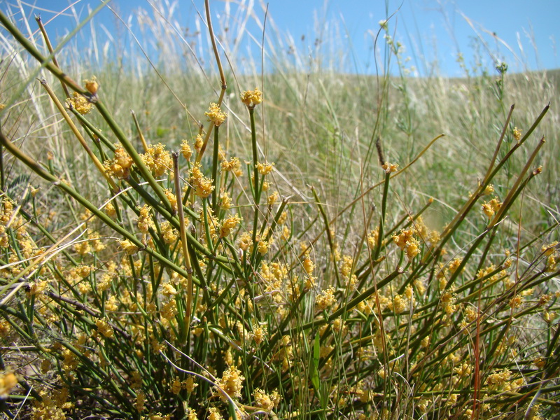 Изображение особи Ephedra distachya.