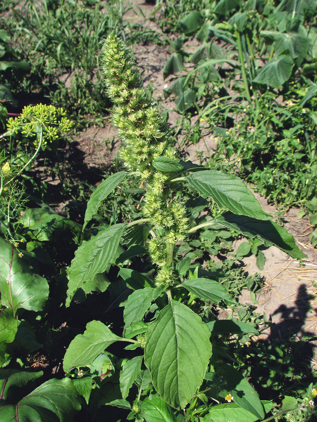 Изображение особи Amaranthus retroflexus.