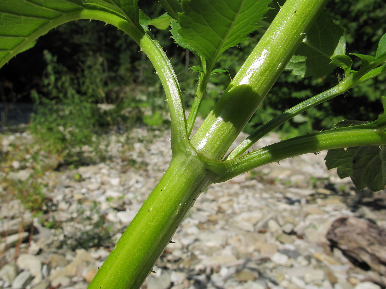 Image of Dipsacus pilosus specimen.
