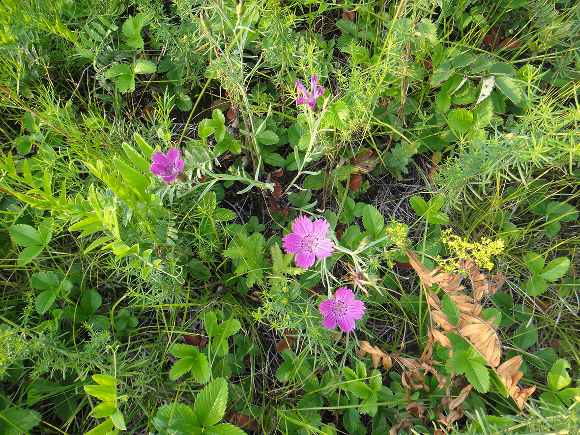 Изображение особи Dianthus versicolor.