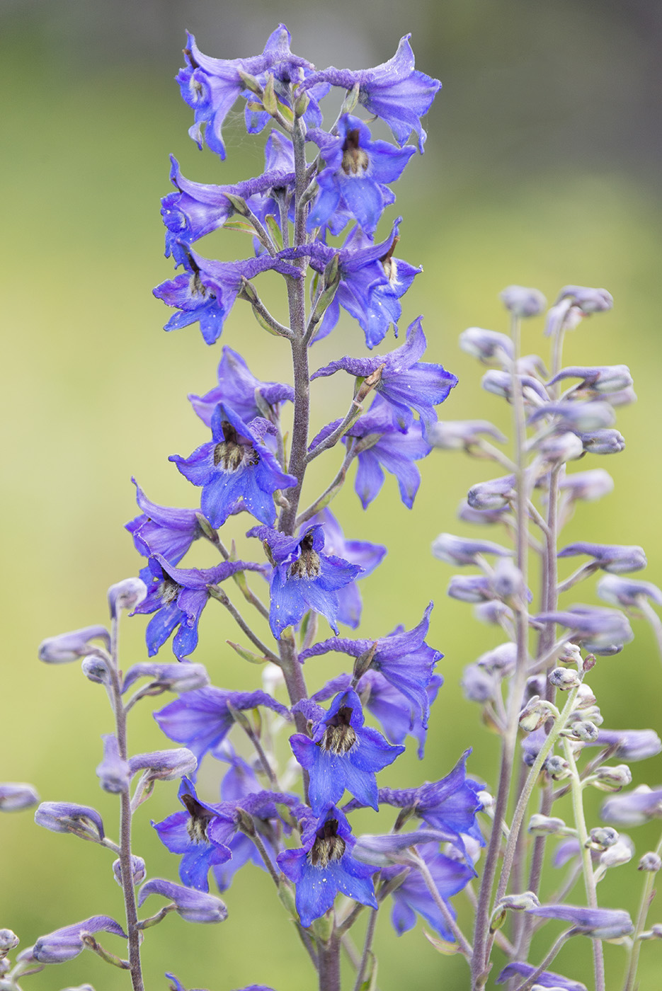 Image of Delphinium cuneatum specimen.