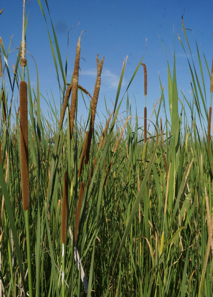 Изображение особи Typha angustifolia.