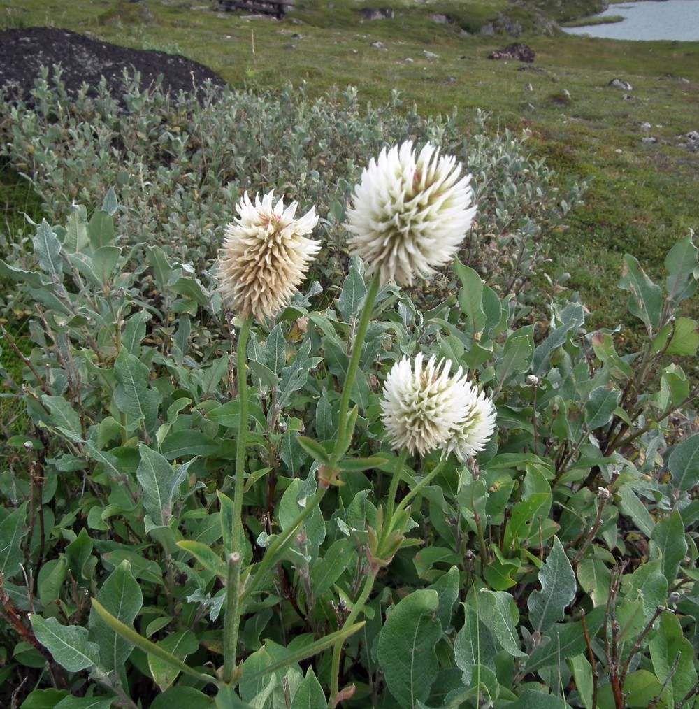 Изображение особи Trifolium montanum.