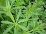 Galium aparine