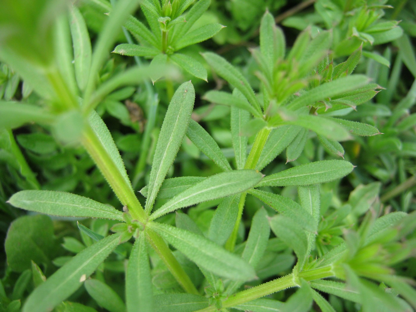 Изображение особи Galium aparine.