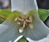 Trillium flexipes