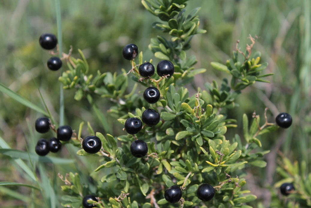 Image of Nitraria sibirica specimen.