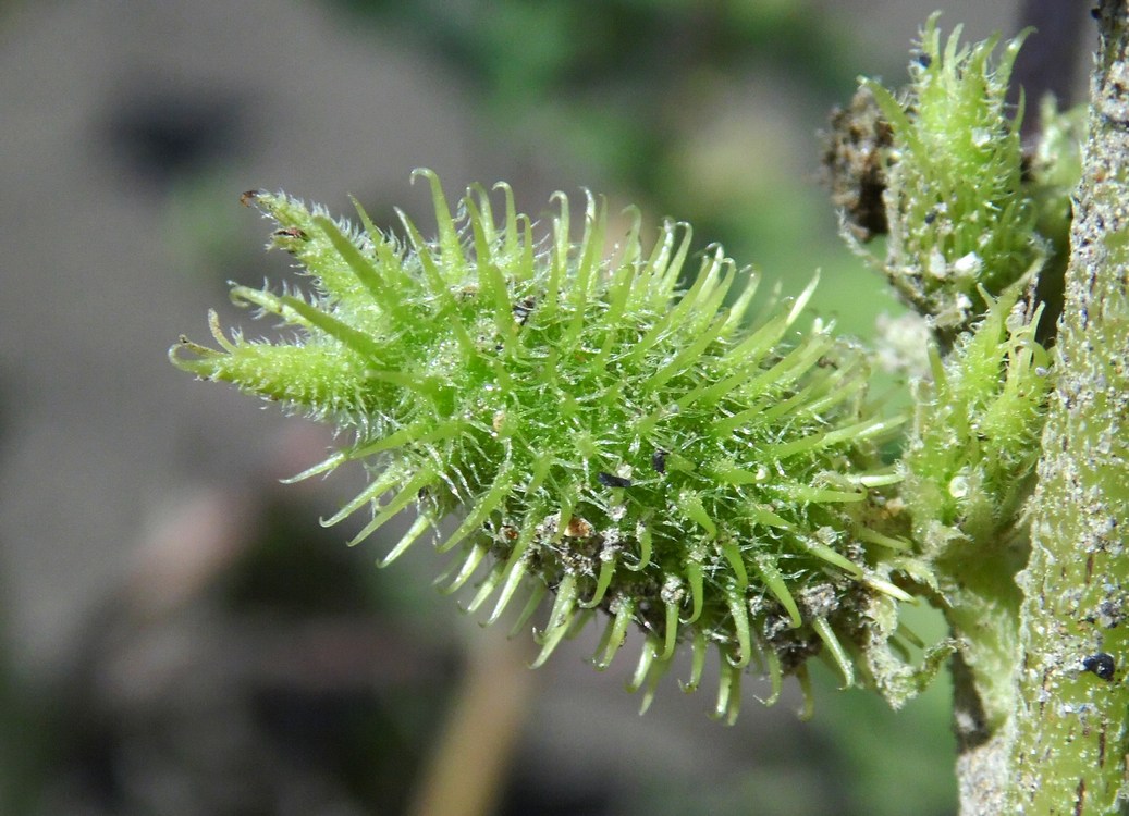 Image of Xanthium orientale specimen.