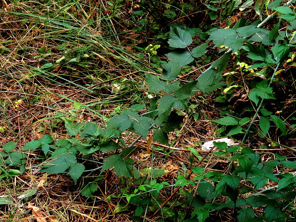 Изображение особи Rubus occidentalis.