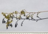 Artemisia santonicum