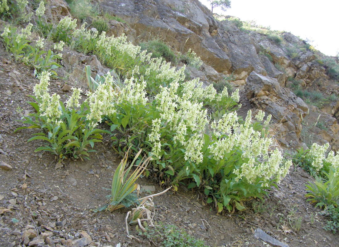 Image of Salvia korolkowii specimen.