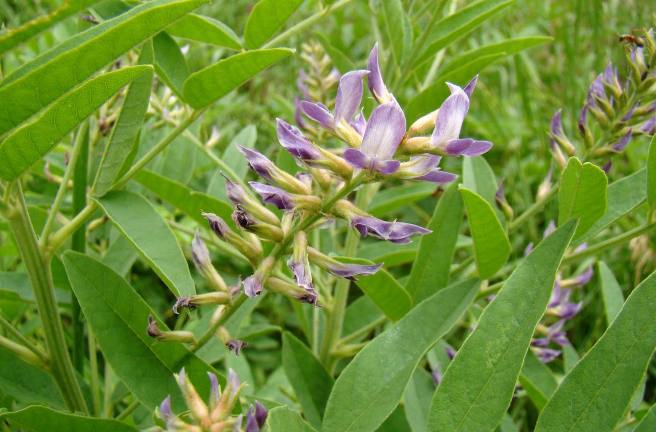 Изображение особи Glycyrrhiza glabra.