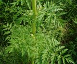 Pleurospermum uralense. Часть побега. Восточный Казахстан, Кокпектинский р-н, 25 км в горы от с. Пантелеймоновка, ≈ 1000 м н.у.м., просека в лесу. 13.06.2016.